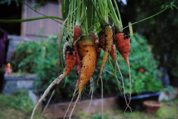 carrots-768x514