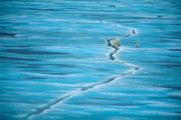 Polar Bear (Ursus maritimus), female and cub on sea ice, Baffin Island, Nunavut, Canada, Arctic.