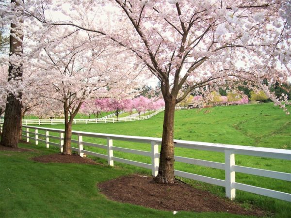 Sidney, B.C. is in full bloom!