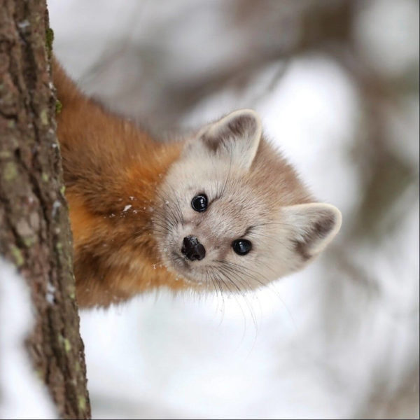 Pine Marten