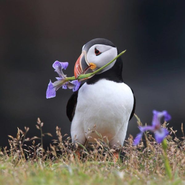 Atlantic puffin