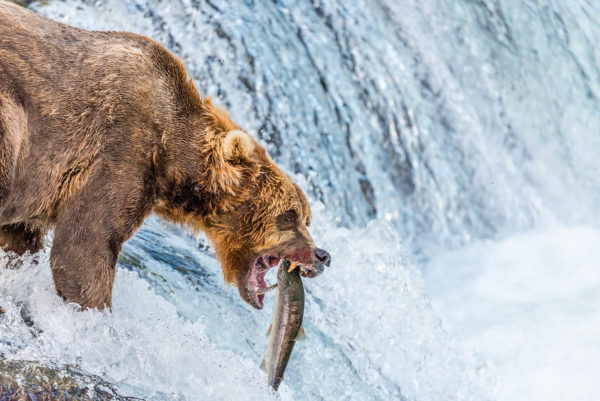 Brown bear