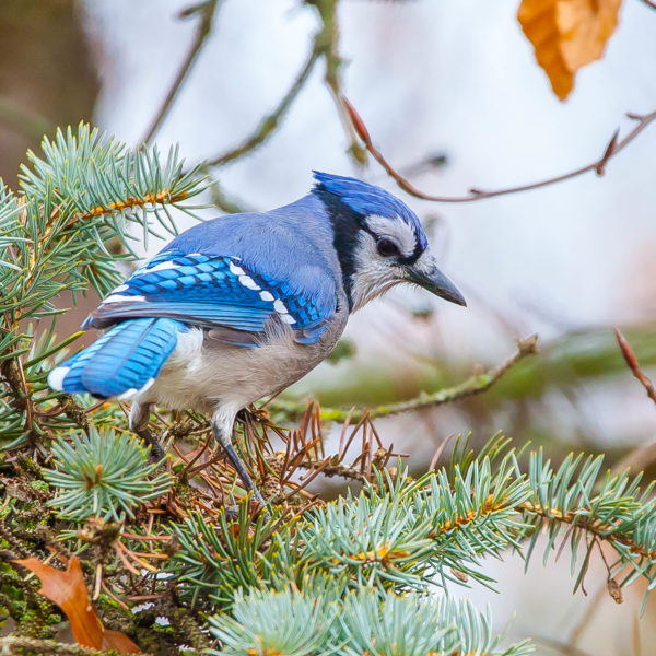 Ten birds to spot in the Carolinian zone - WWF.CA