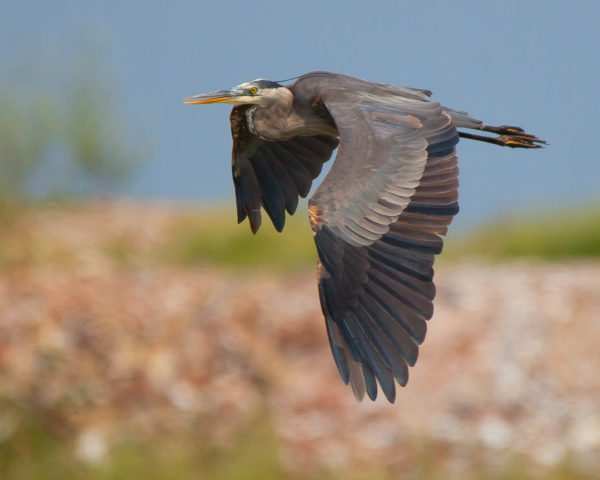 Ten birds to spot in the Carolinian zone - WWF.CA