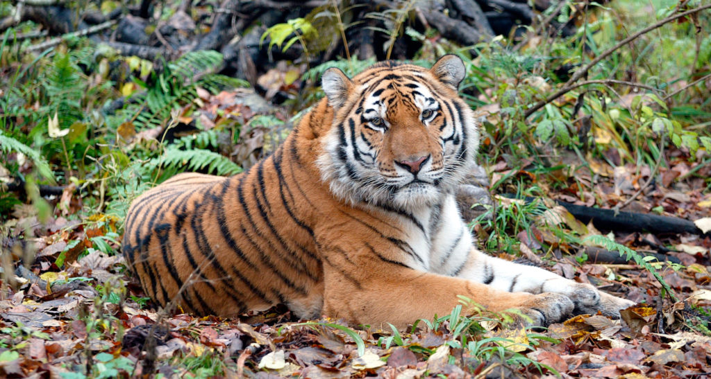 Amur tiger in a rehabilitation center near Khabarovsk, Russia