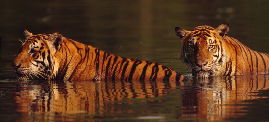 Two tigers in water, Thailand