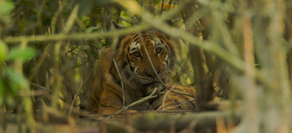 A female Bengal tiger resting in the undergrowth of a mangrove forest in Bangladesh