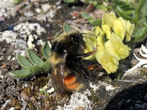 Arctic bumble bee