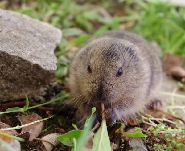 Collared lemming 