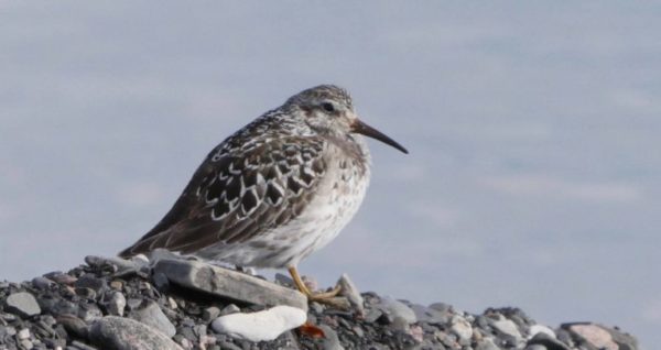 Purple sandpiper