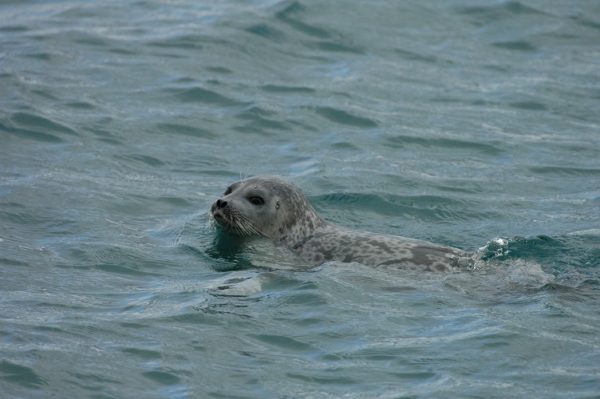 Ringed seal