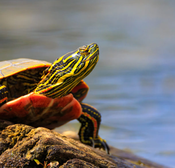 Painted Turtle suns on rock