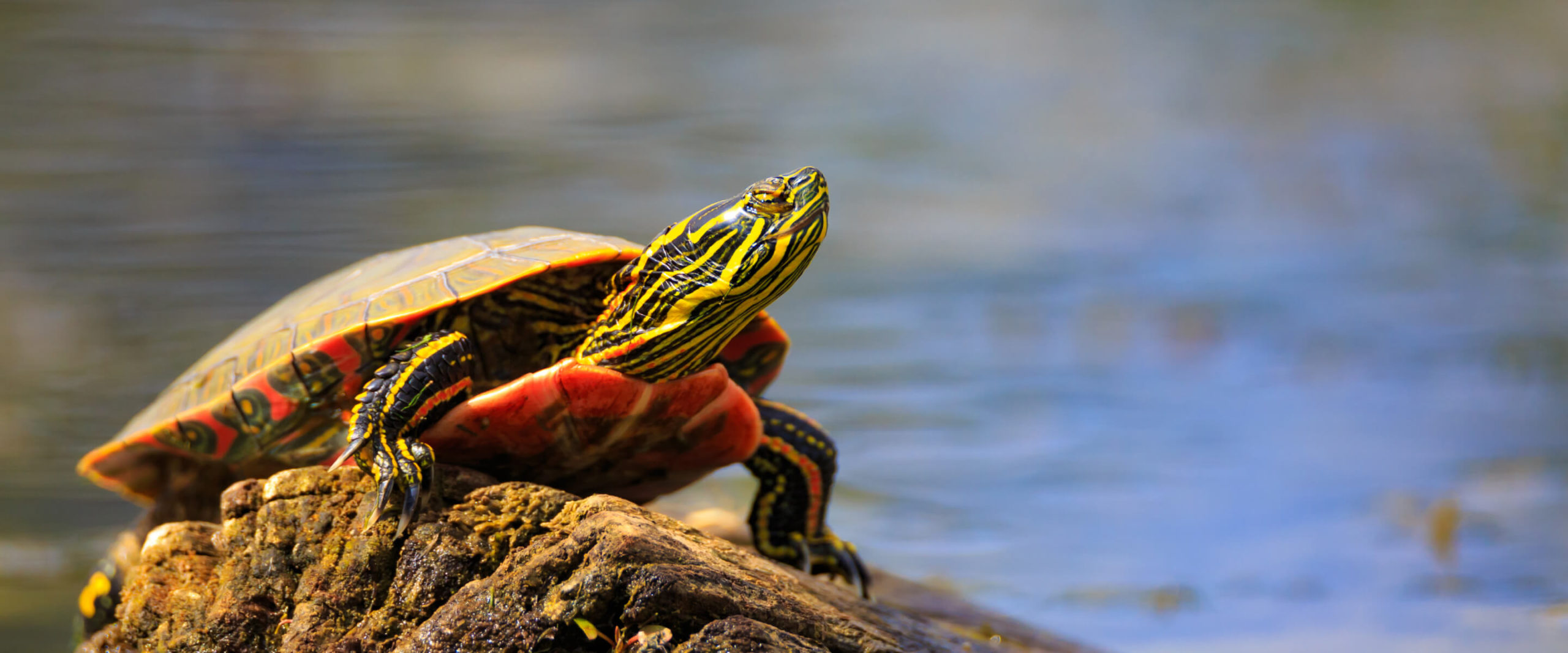 Painted Turtle suns on rock