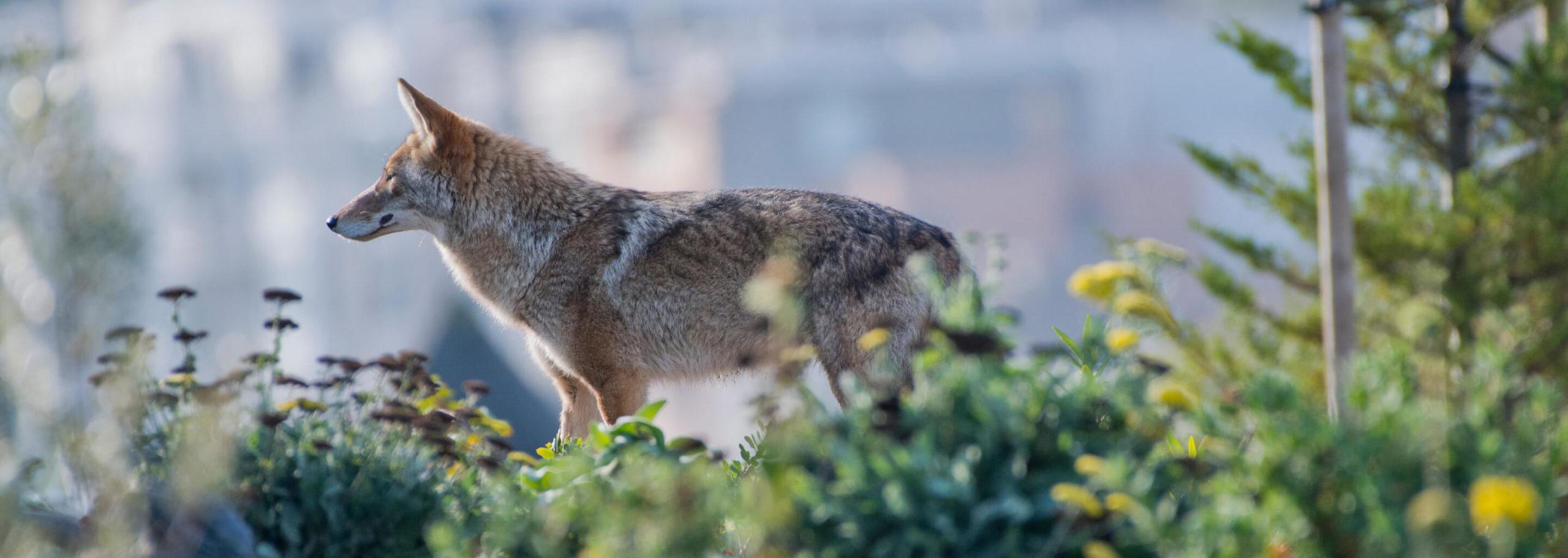 wolf in nature