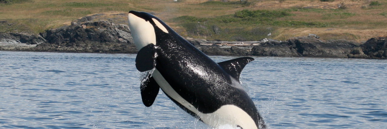 A southern resident Killer whale (Orcinus orca) leaping out of the waters of Haro Strait, British Columbia, Canada