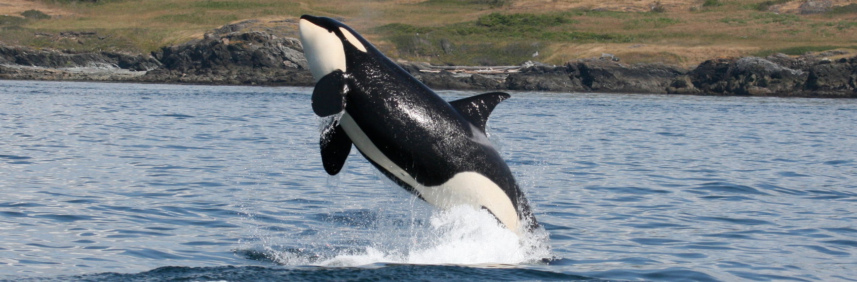 A southern resident Killer whale (Orcinus orca) leaping out of the waters of Haro Strait, British Columbia, Canada