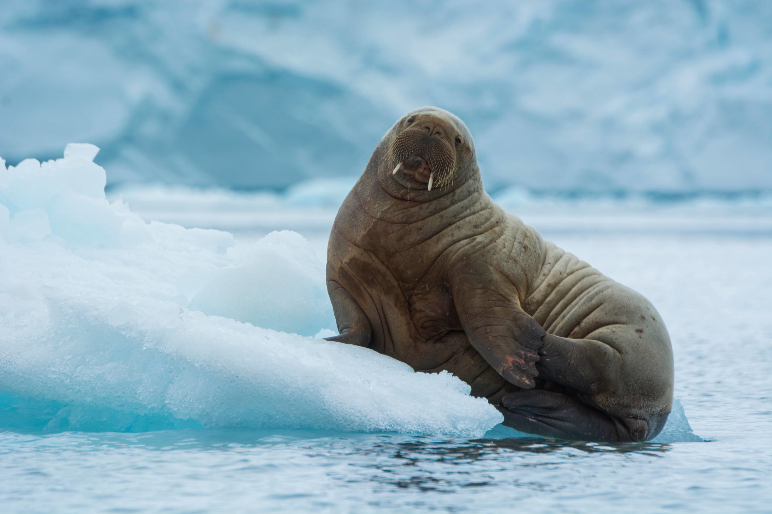 Atlantic Walrus