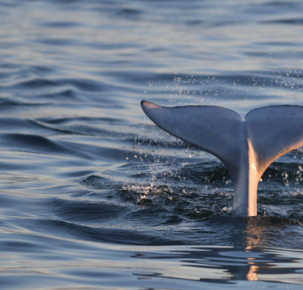 Beluga whale tail