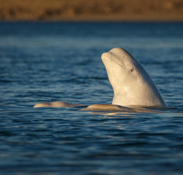 Beluga whale, Somerset Island, Canadian High Arctic.