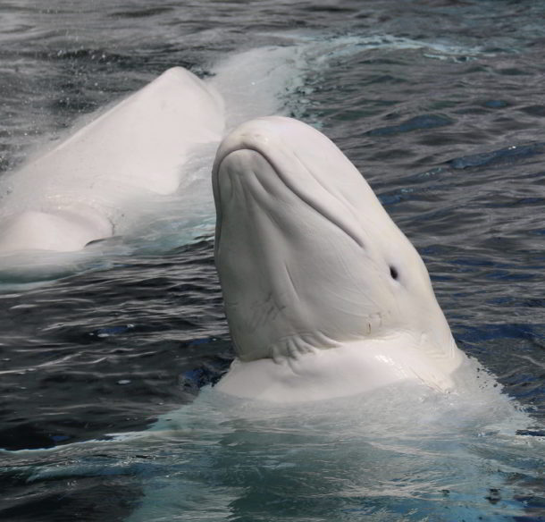 Beluga whale