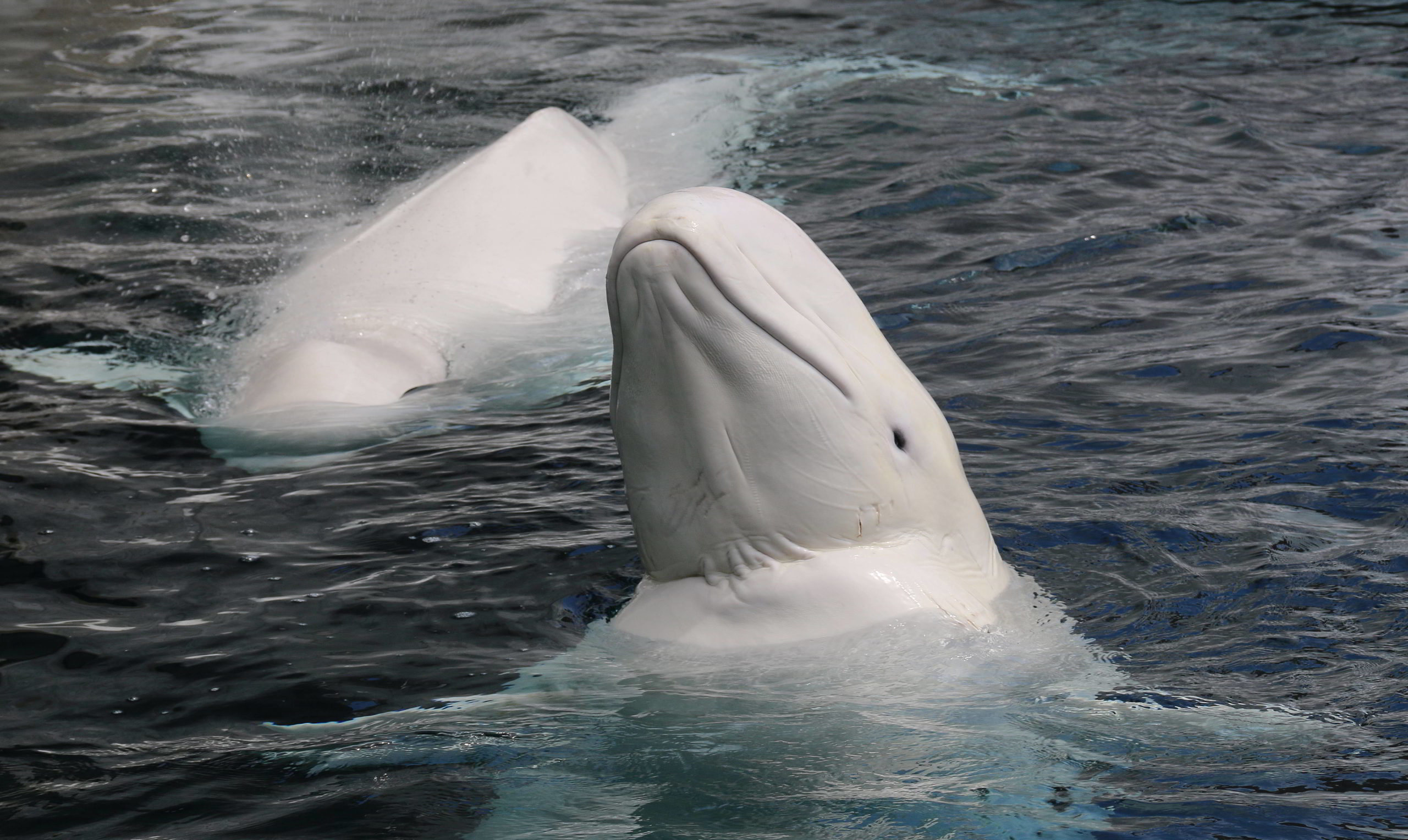 Beluga whale