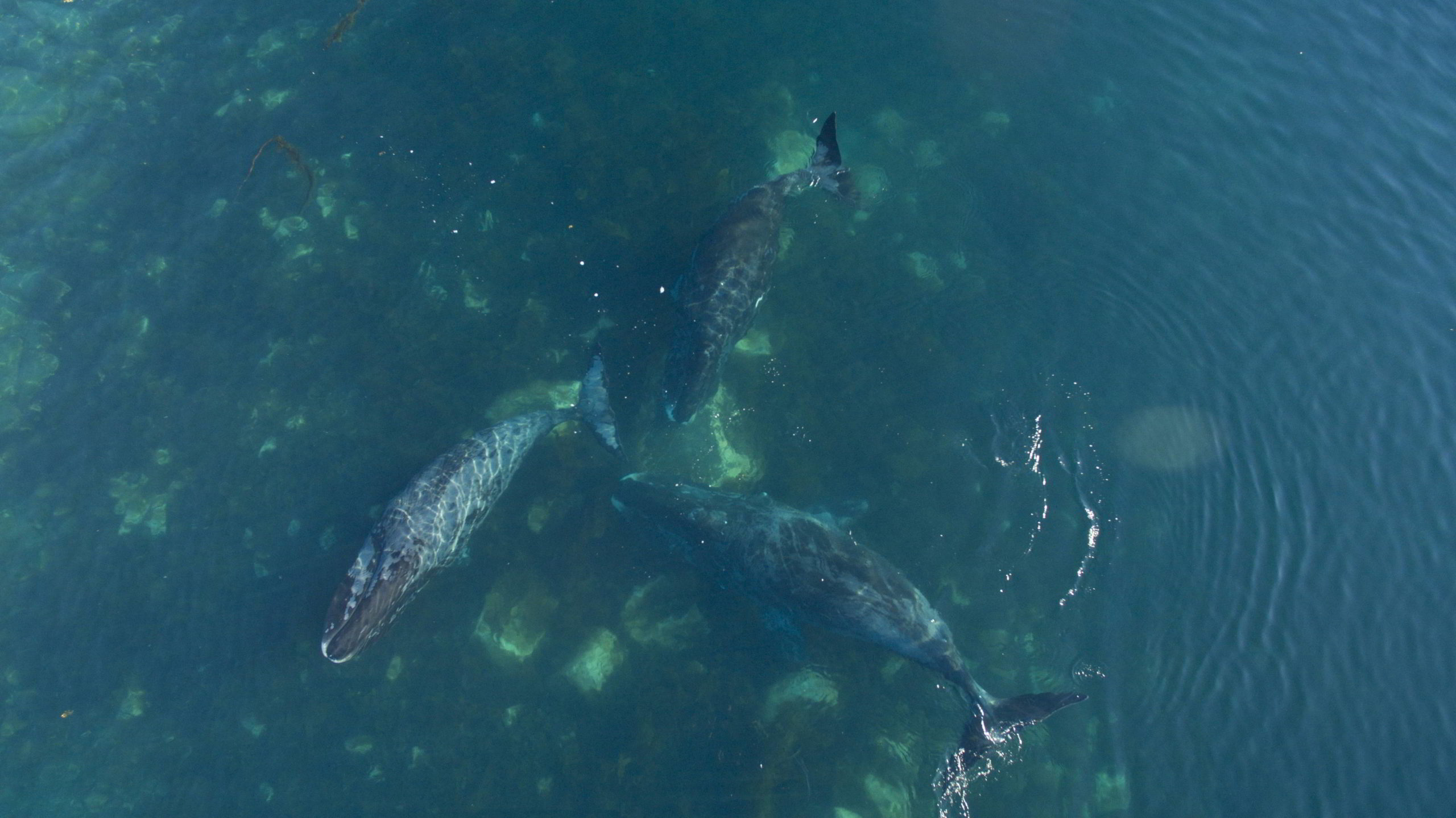 Bowhead whales in Cumberland Sound, Nunavut, Canada.