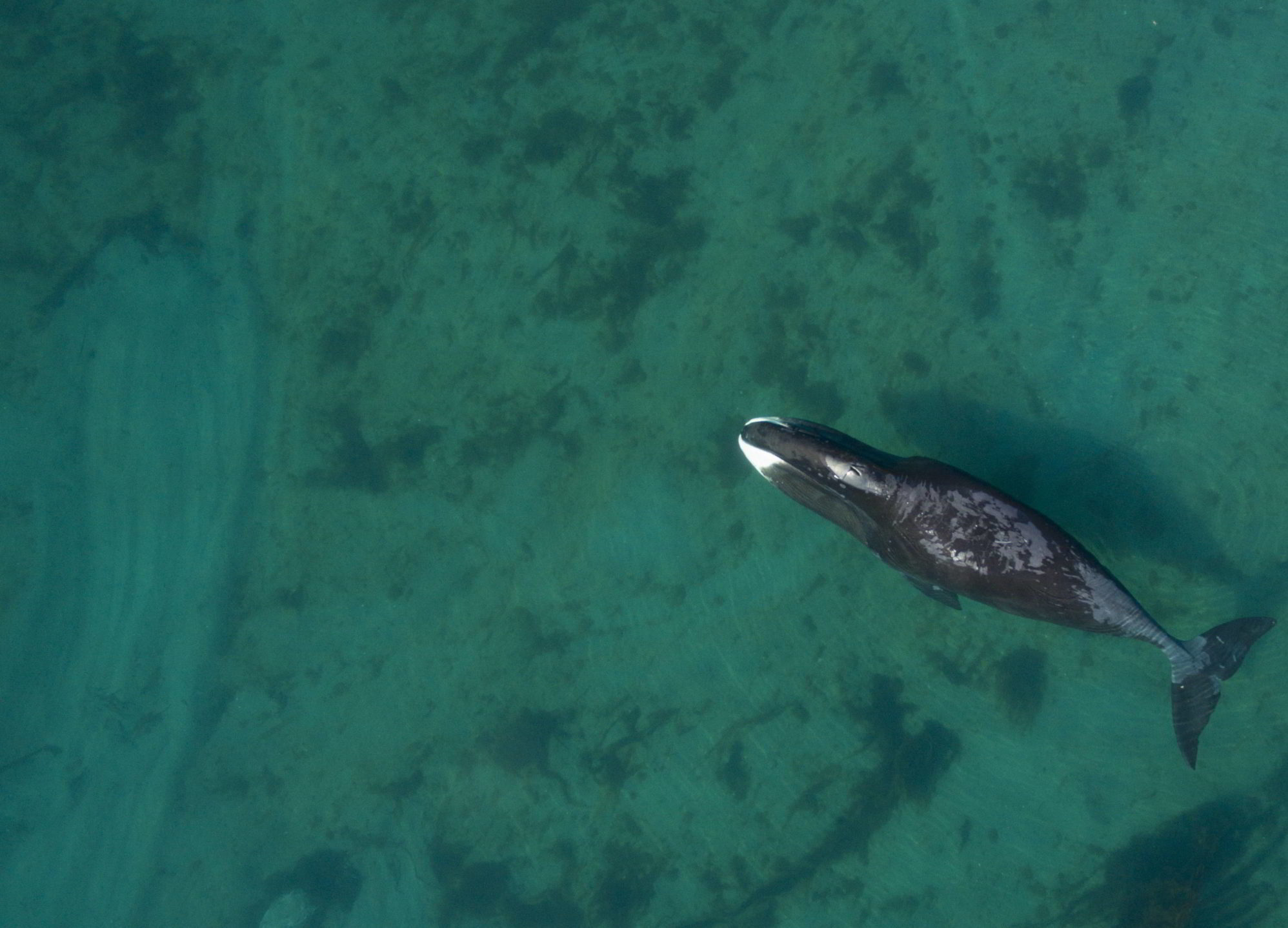 Bowhead whales in Cumberland Sound, Nunavut, Canada.