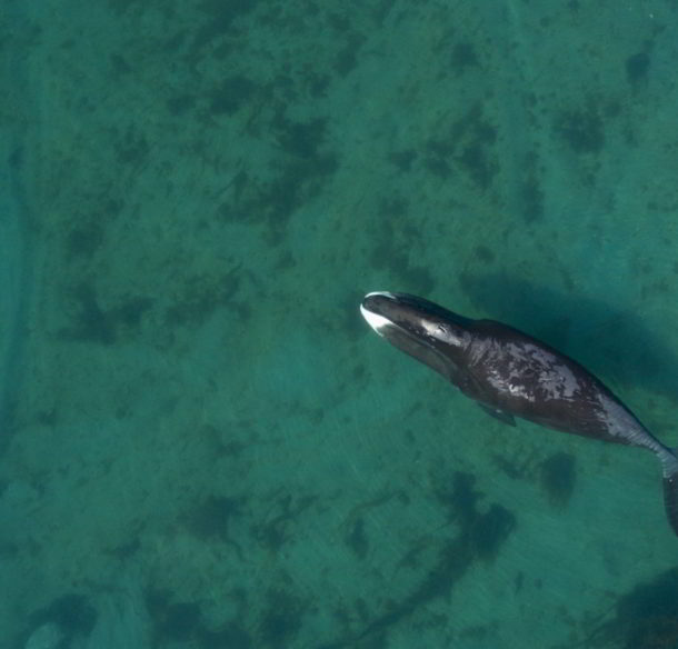 Bowhead whales in Cumberland Sound, Nunavut, Canada.