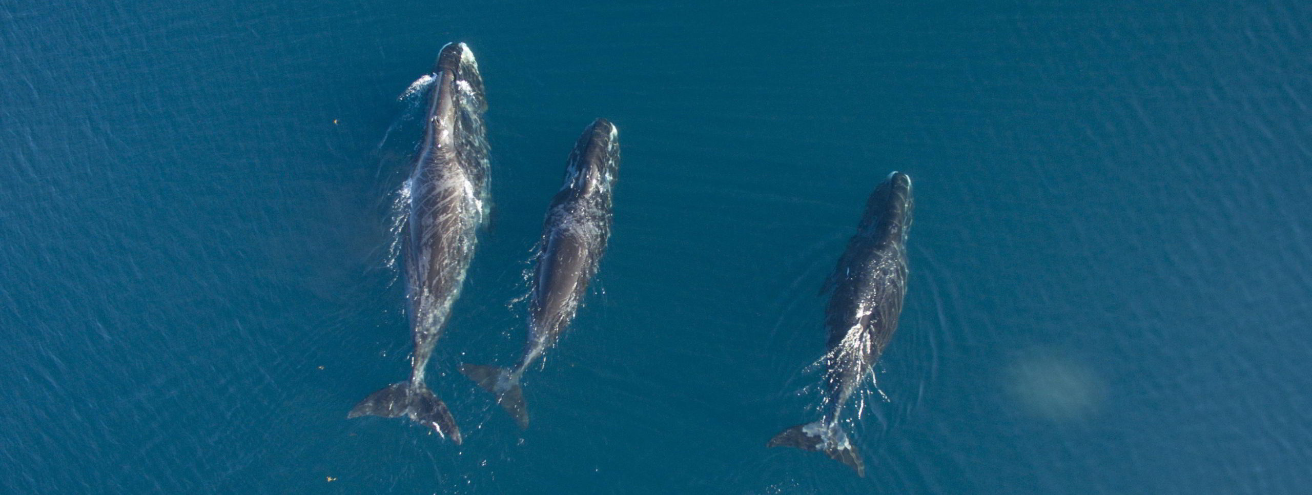 Bowhead whales in Cumberland Sound, Nunavut, Canada.