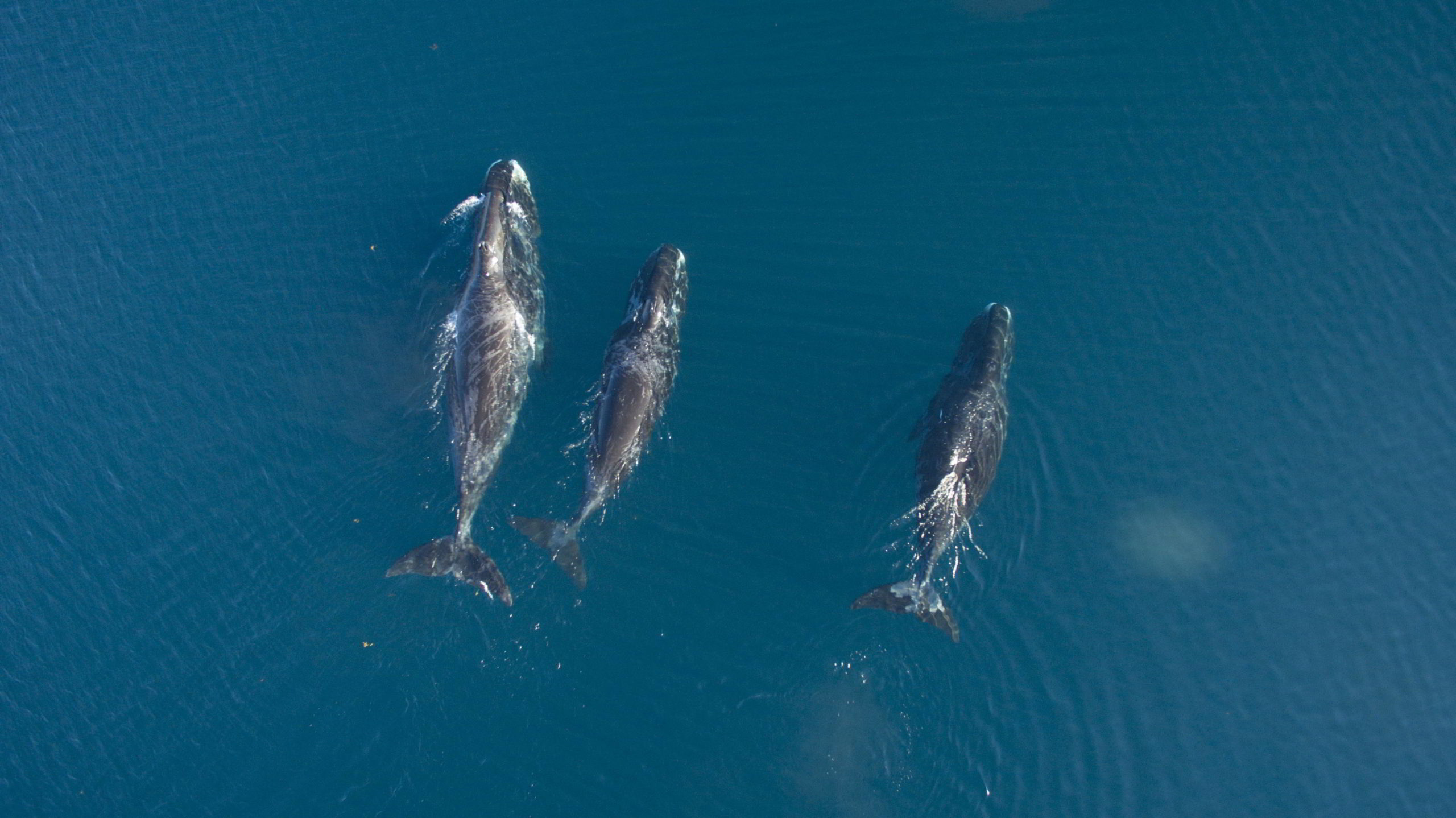 Bowhead whales in Cumberland Sound, Nunavut, Canada.