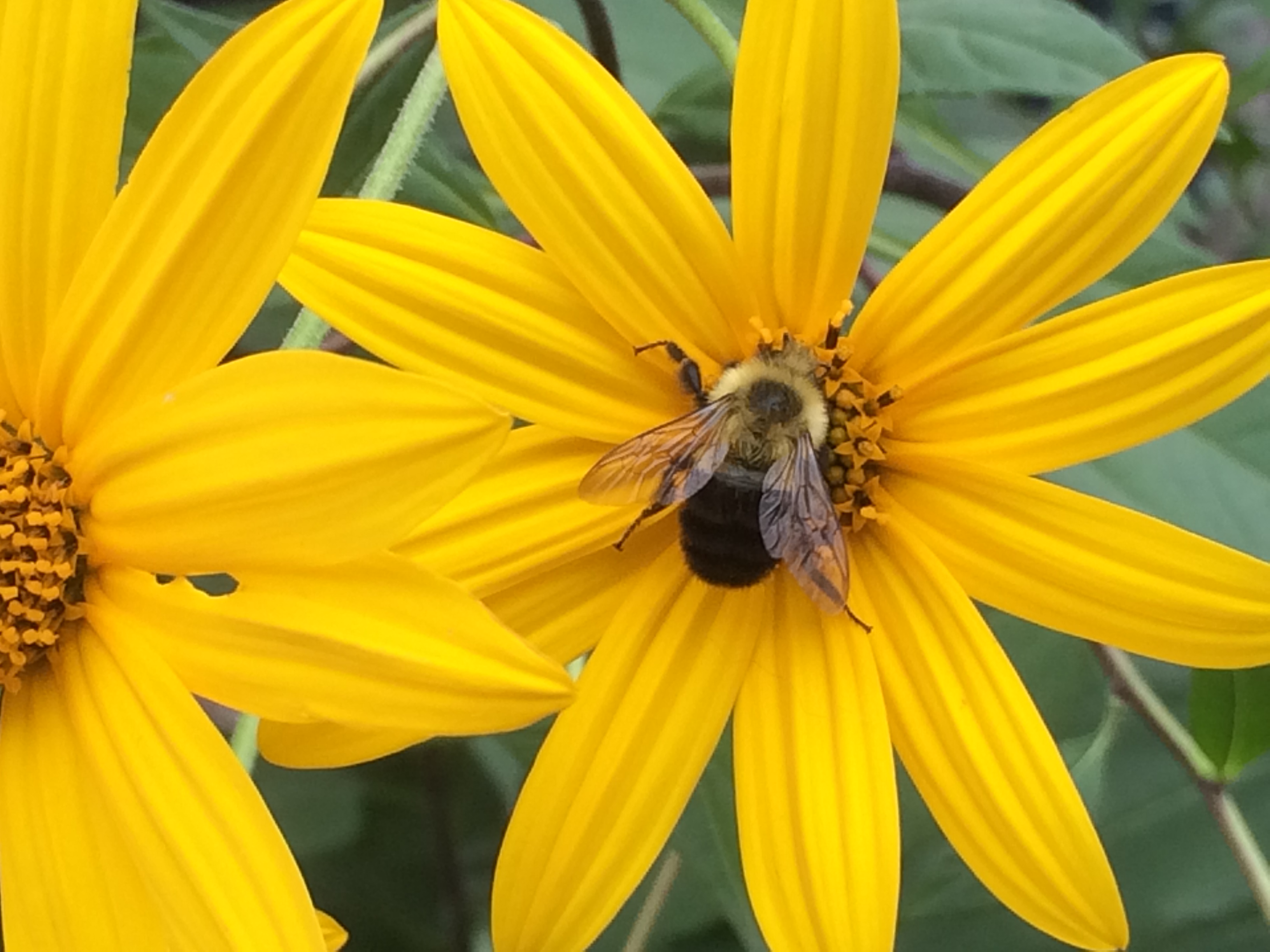 Bumble bee on Jerusalem Artichoke_© Pete Ewins_WWF-Canada
