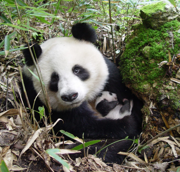 Giant Panda with a young cub in Shaanxi province, China.