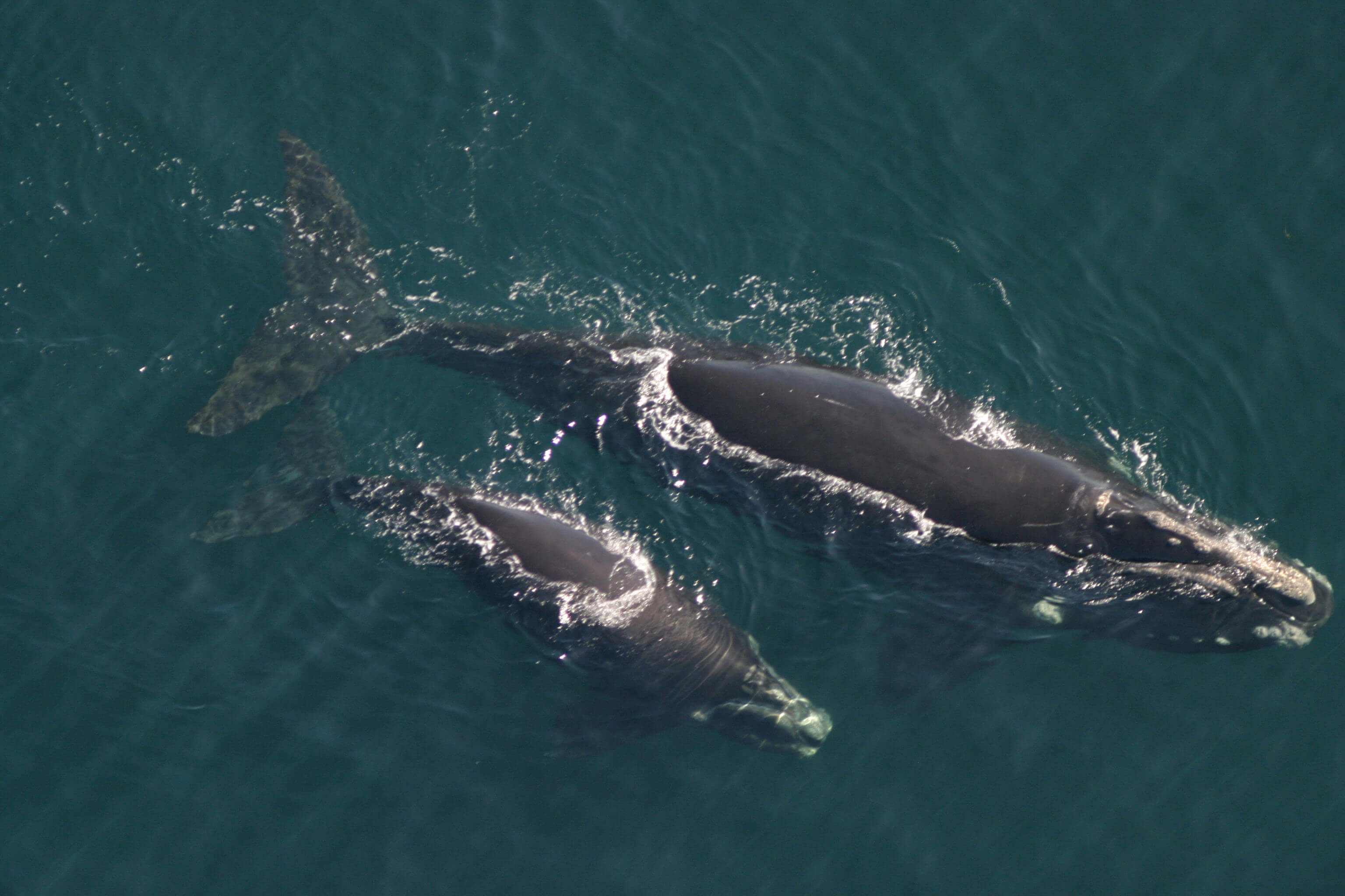Two whales surfacing in a green-blue ocean