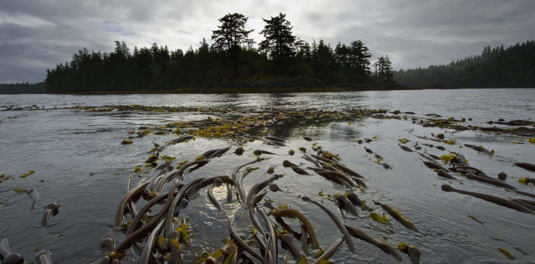 HAIDA GWAII SEABEDS - A kelp bed near Hot Spring Island, Gwaii Haanas, Haida Gwaii, British Columbia, Canada