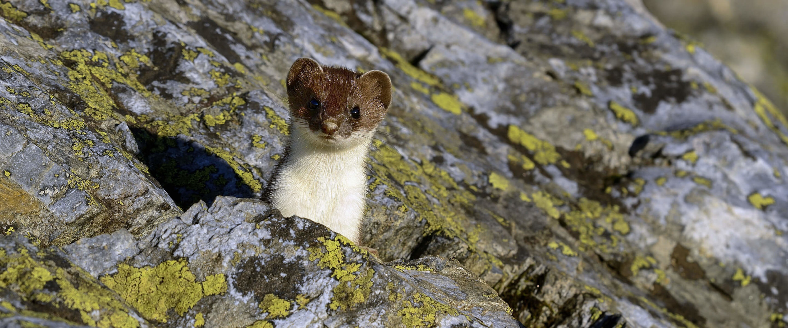 Black footed ferret
