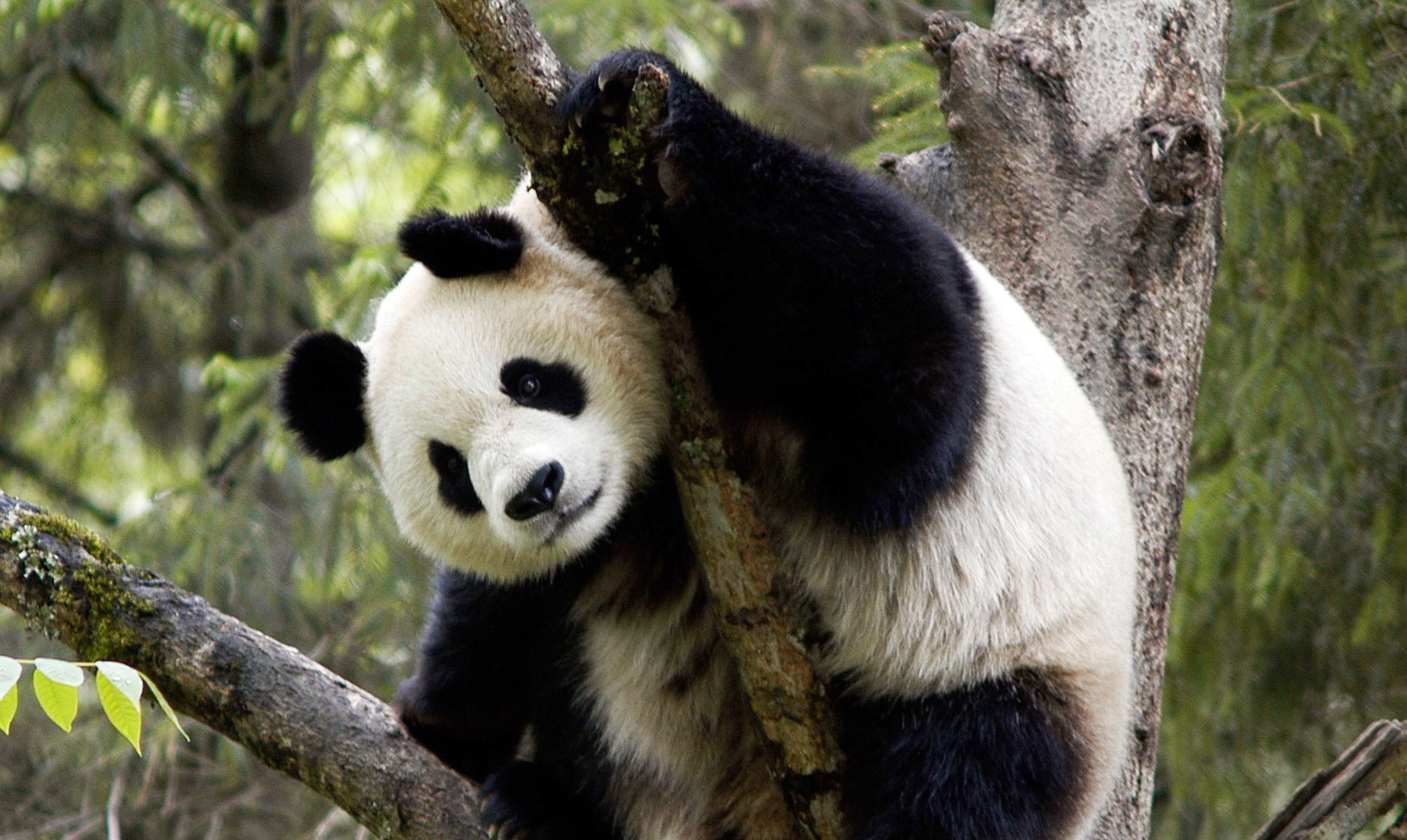 Giant Panda in tree