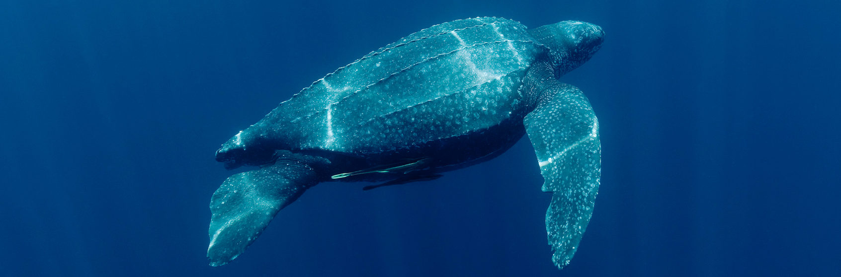 Leatherback turtle (Dermochelys coriacea) underwater, Indonesia