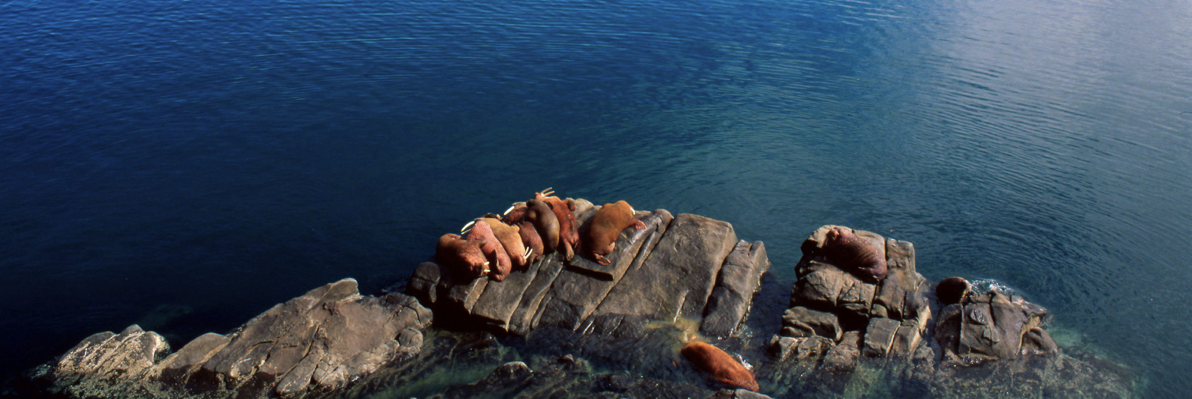 Odobenus rosmarus divergens Pacific walrus Males at 