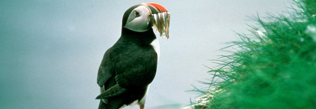 Atlantic puffin (Fratercula arctica); Witless Bay Ecological Res