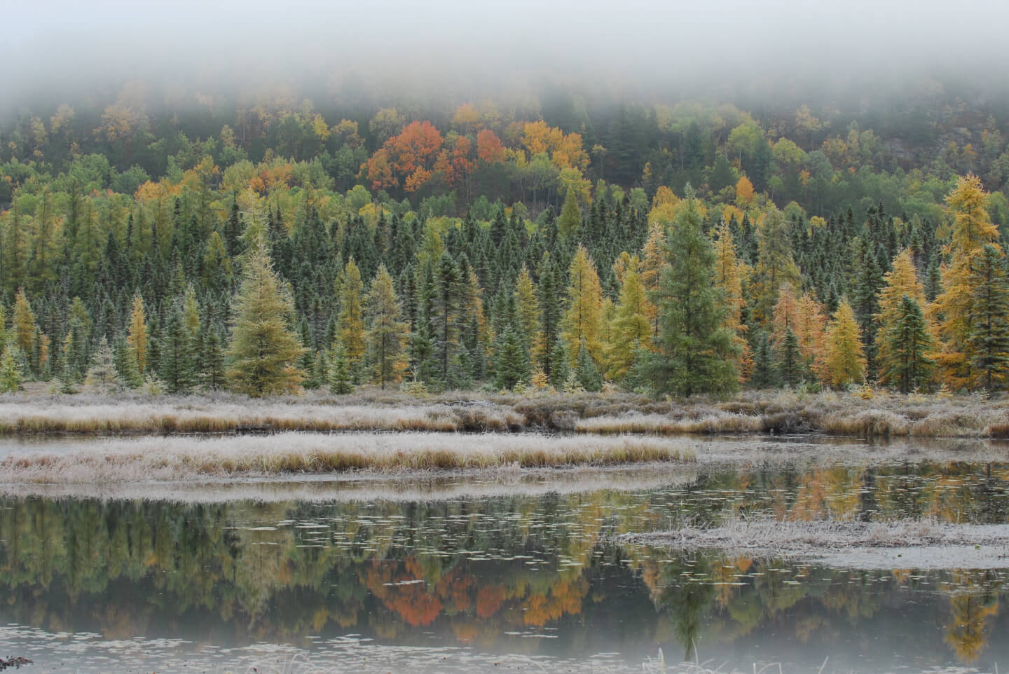 Forest and lake