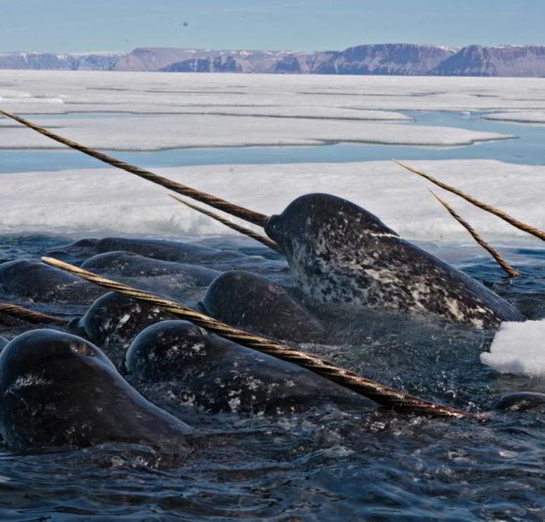 A group of narwhals