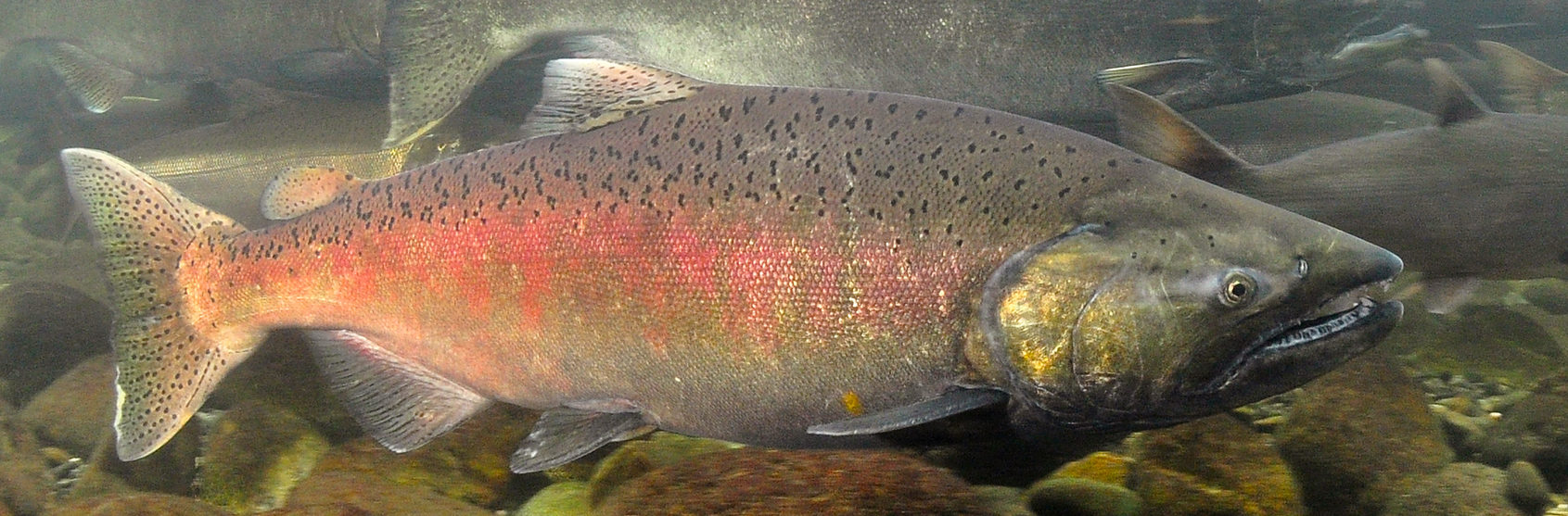Chinook salmon (Oncorhynchus tshawytscha) in British Columbia, Canada.
