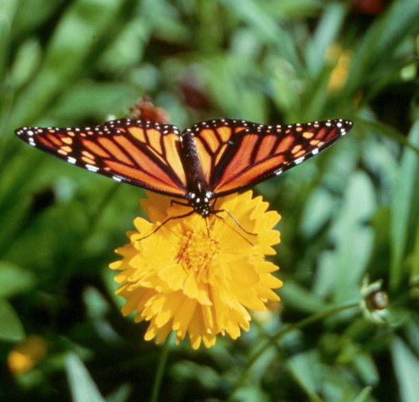 Monarch Butterfly perched on yellow flower