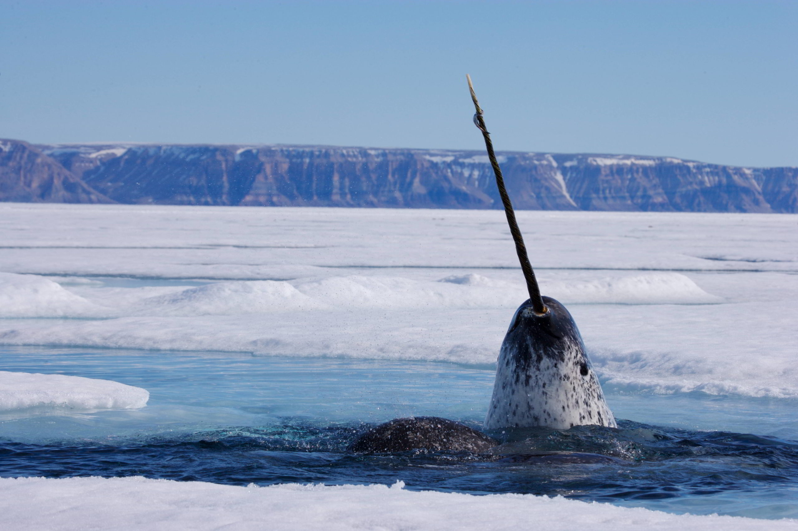 Narwhal surfacing for breath