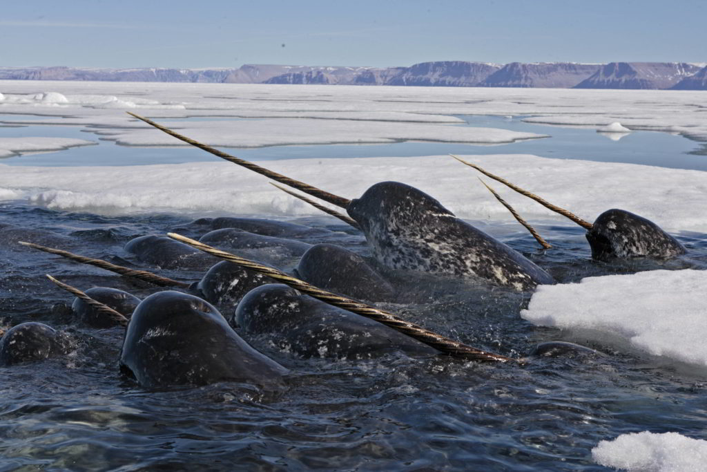 A pod of male narwhal in Nunavut, Canada