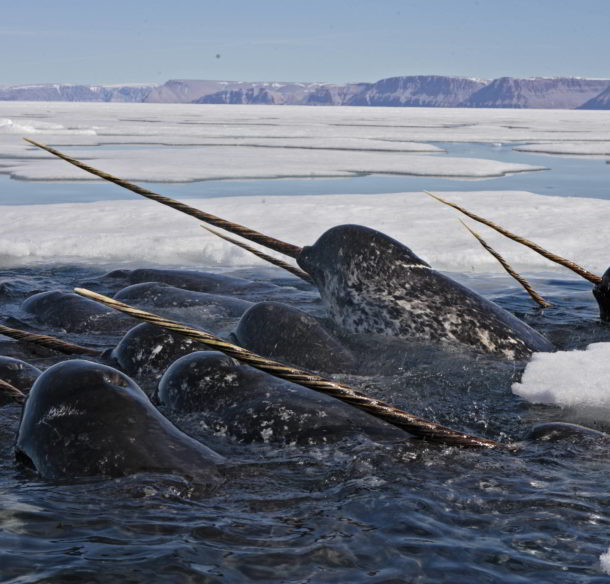 Narwhal A pod of male narwhal (Monodon monoceros) in Nunavut, Canada