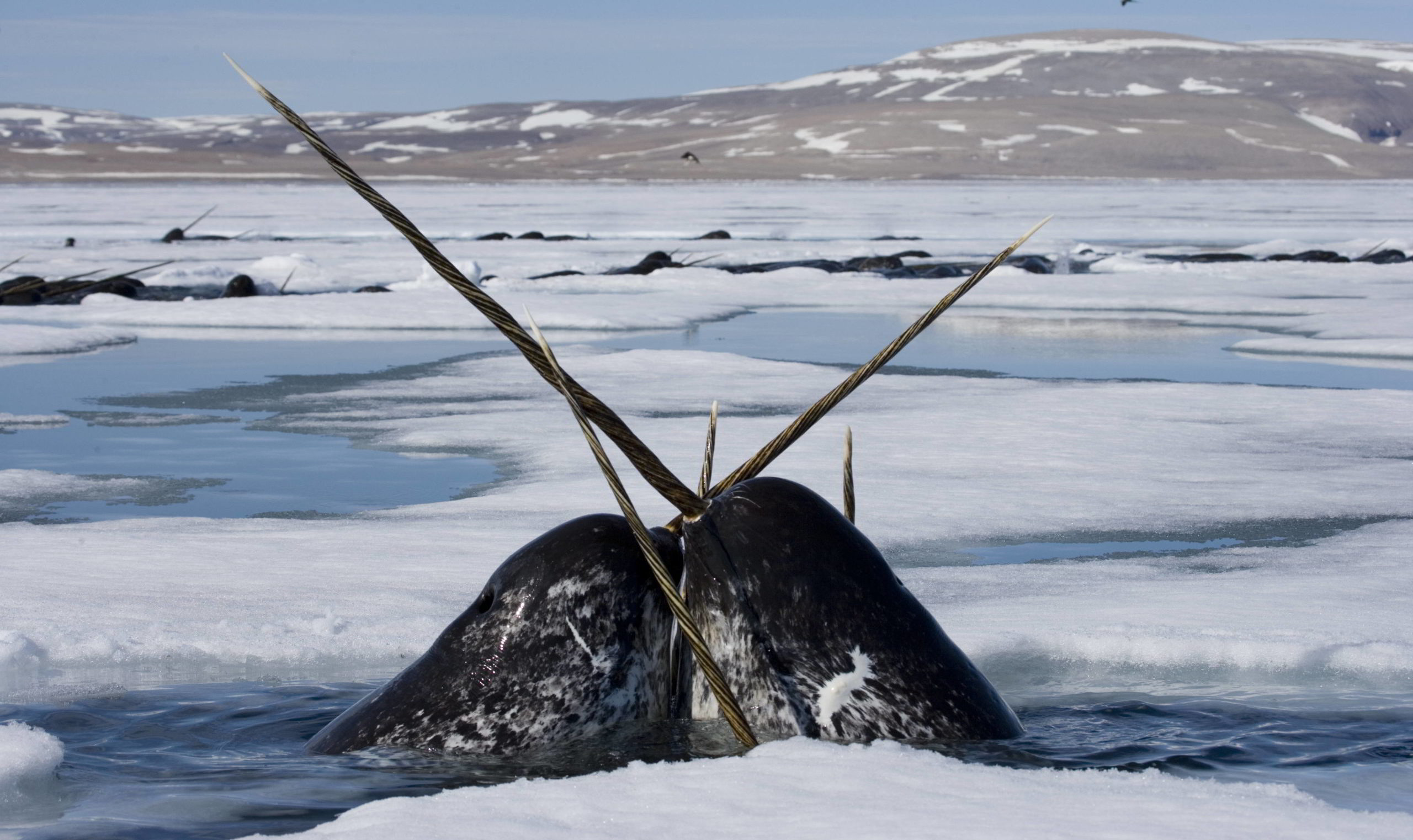 The Narwhal: Species Facts Info More WWF CA
