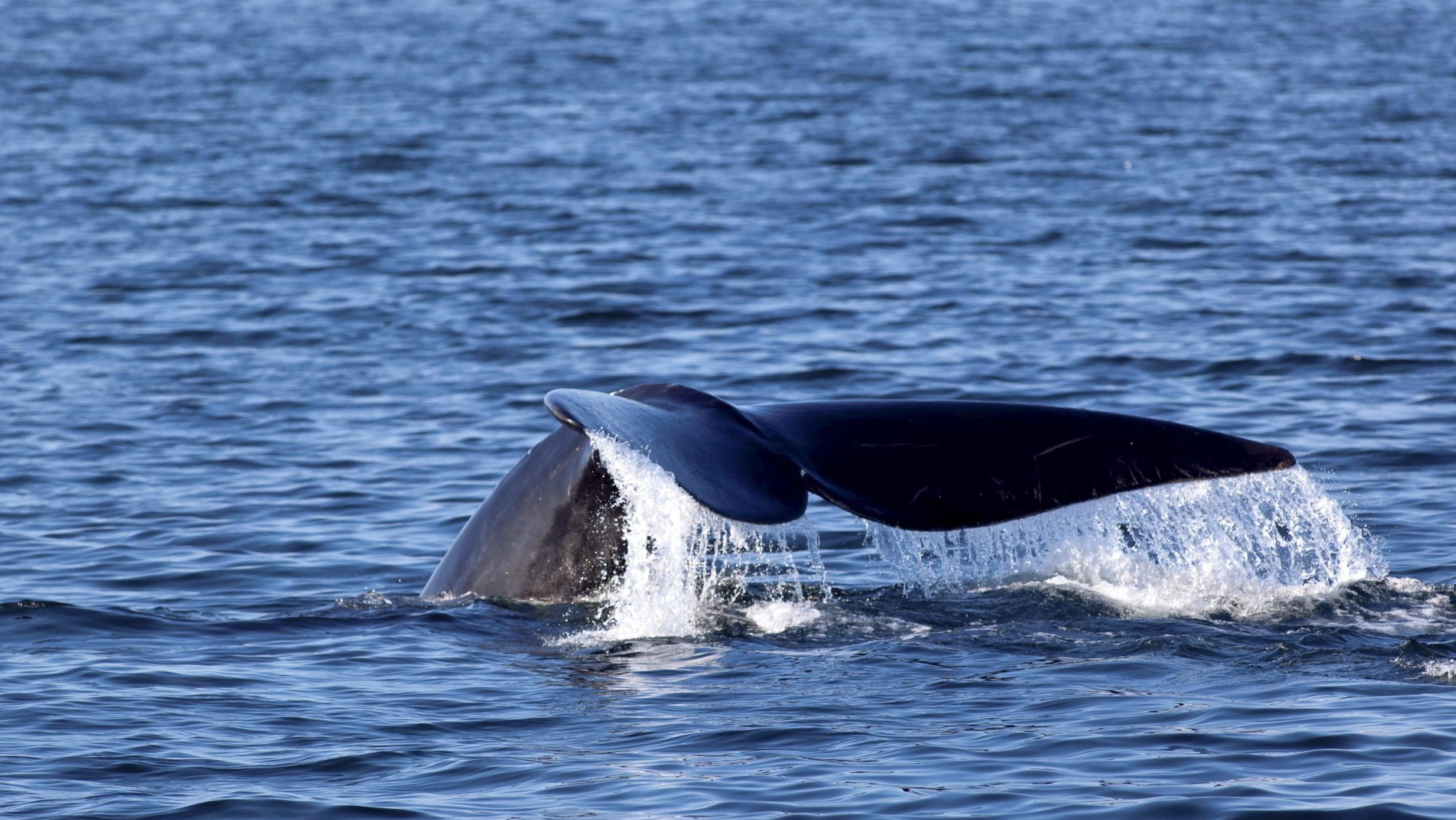 North Atlantic right whale, Bay of Fundy, New Brunswick, Canada.