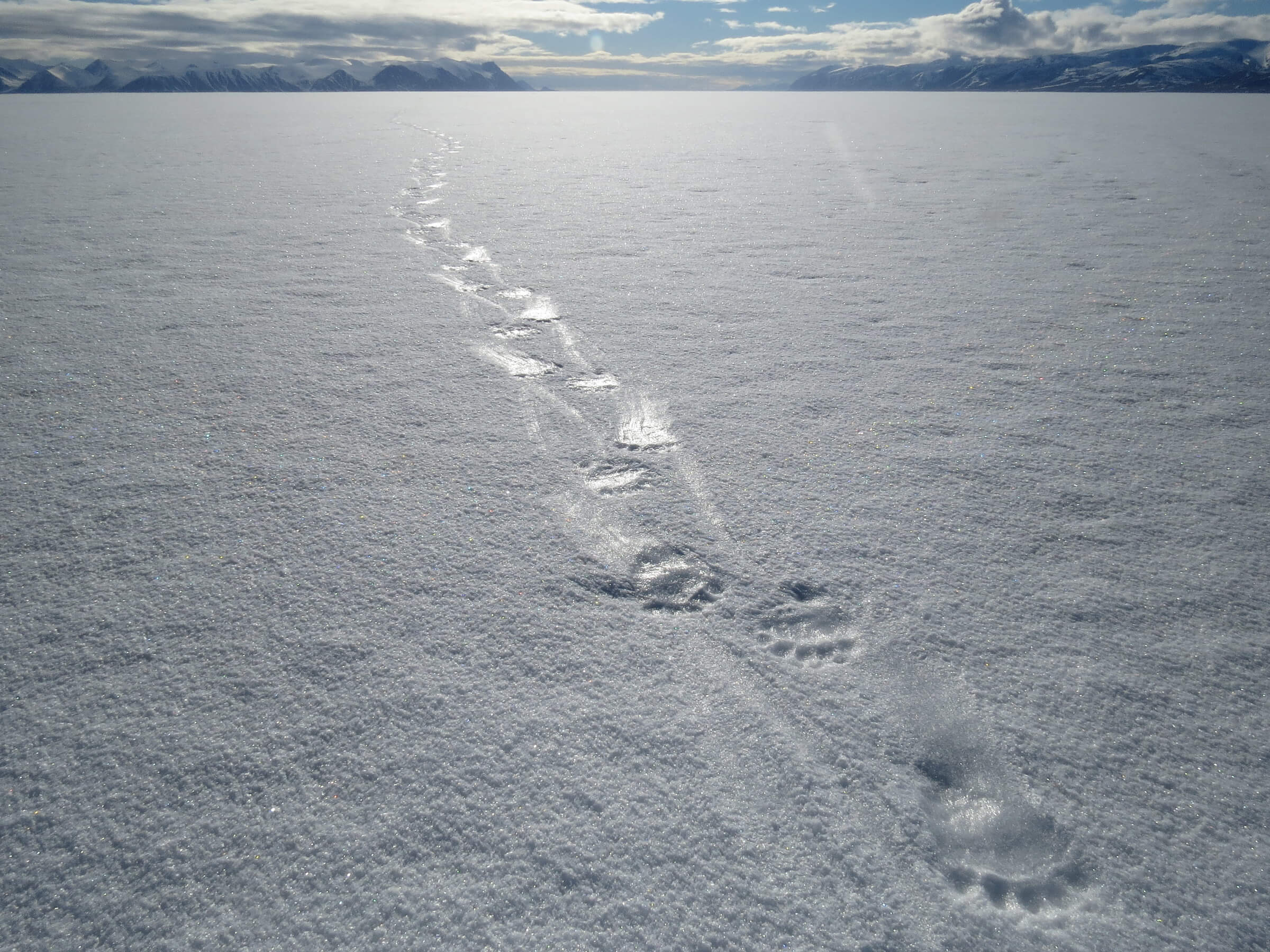 Polar Bear tracks frozen on snow surface