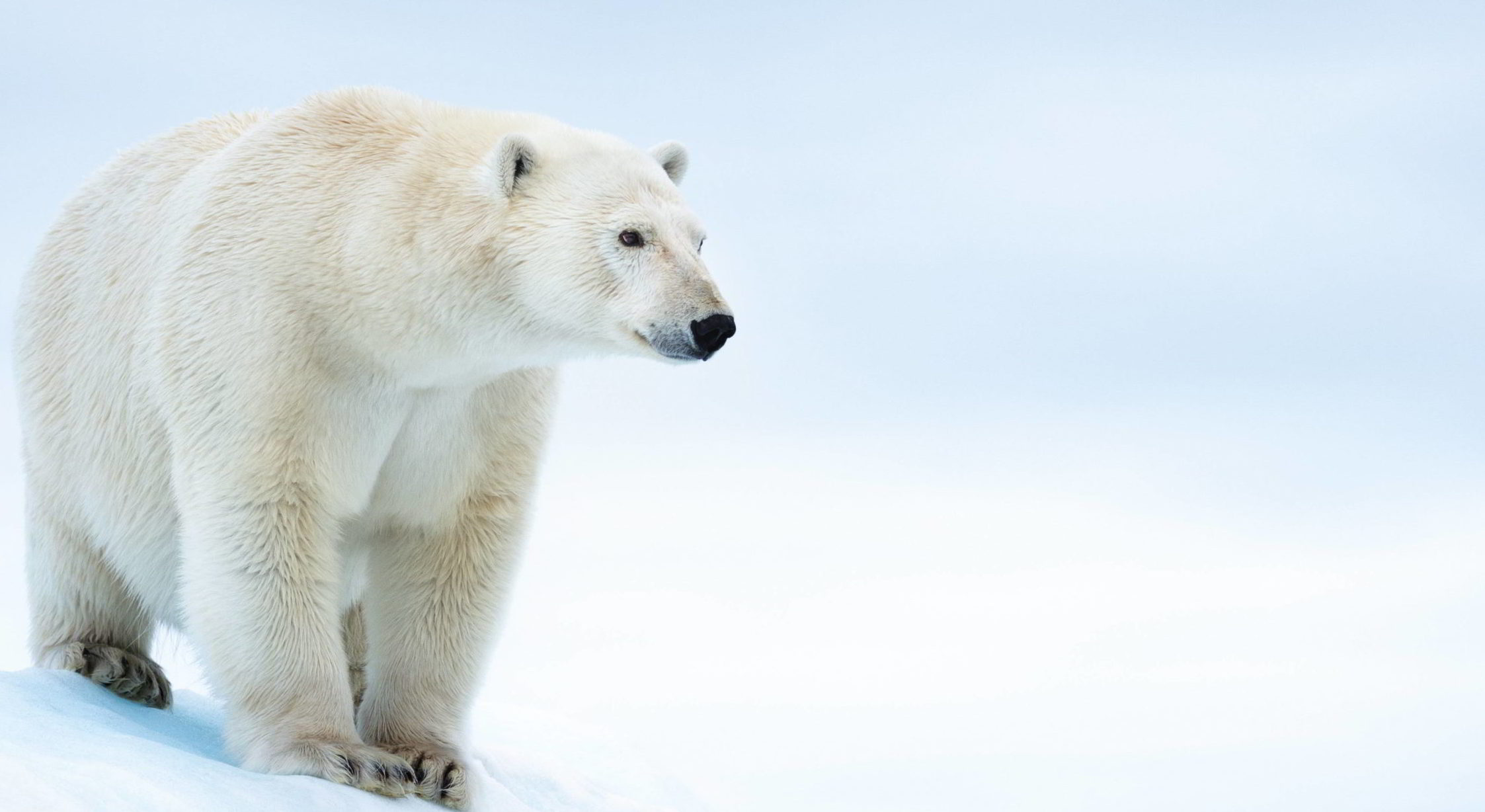 Polar bear on ice flow